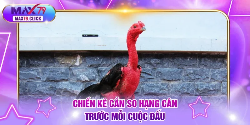 Chiến kê cần so hạng cân trước mỗi cuộc đấu