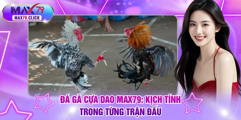 Đá gà cựa dao